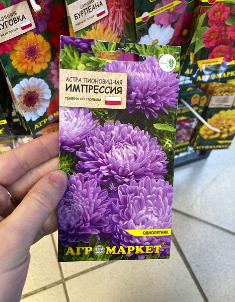 астра пионовидная Импрессия